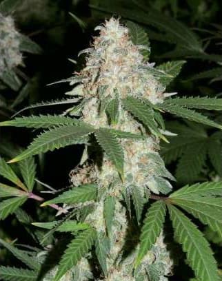 Critical Orange Punch > Dutch Passion | Feminized Marijuana   |  hybrid