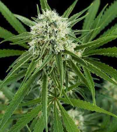 Critical+ > Linda Seeds | Cannabis seeds recommendations  |  Affordable Cannabis