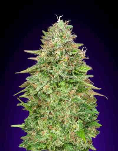 Critical Poison Fast Version semilla > 00 Seeds Bank | Semillas feminizadas  |  Indica
