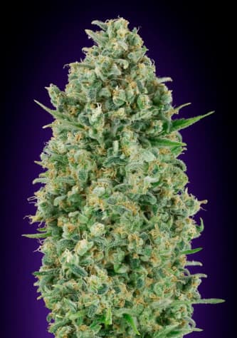 Critical Poison > 00 Seeds Bank | Feminisierte Hanfsamen  |  Indica