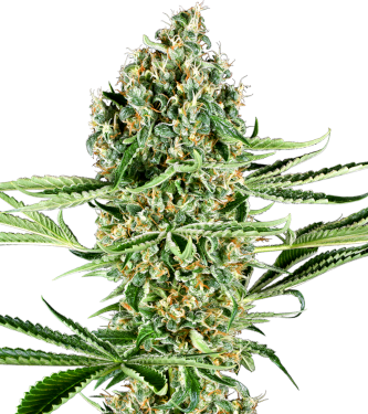 Critical Runtz > Sensi Seeds