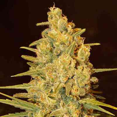 Critical Sensi Star > Delicious Seeds