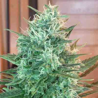 Critical Sensi Star > Delicious Seeds | Feminisierte Hanfsamen  |  Indica