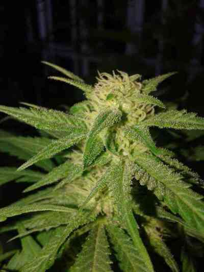 Critical Sensi Star > Delicious Seeds | Feminisierte Hanfsamen  |  Indica