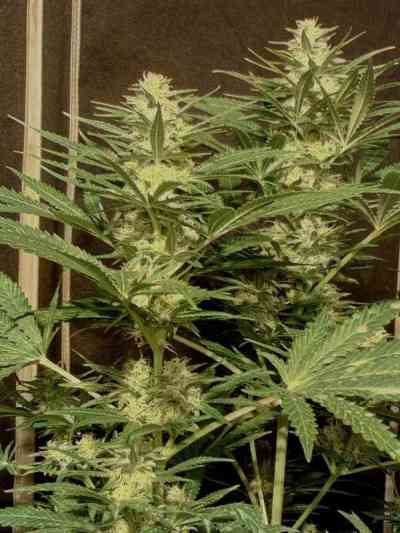 Critical Sensi Star > Delicious Seeds | Feminisierte Hanfsamen  |  Indica