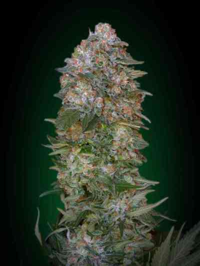 Feminized Collection #1 > Advanced Seeds | Graines Féminisées  |  Hybride