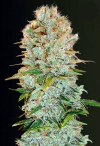 Critical > Victory Seeds | Feminized Marijuana   |  hybrid