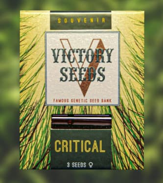 Critical > Victory Seeds | Feminized Marijuana   |  hybrid