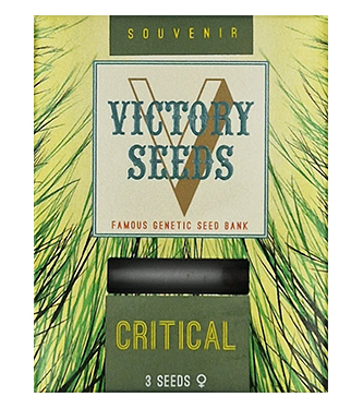 Critical > Victory Seeds | Graines Féminisées  |  Hybride
