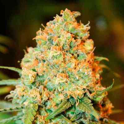 Critical Super Silver Haze > Delicious Seeds | Semillas feminizadas  |  Sativa