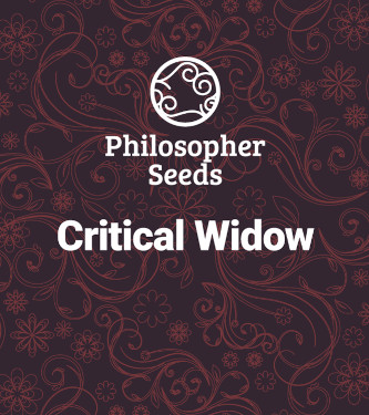 Critical Widow > Philosopher Seeds | Feminized Cannabis   |  Hybrid