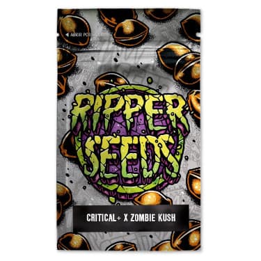 Critical x Zombie Kush > Ripper Seeds | Feminized Marijuana   |  Indica