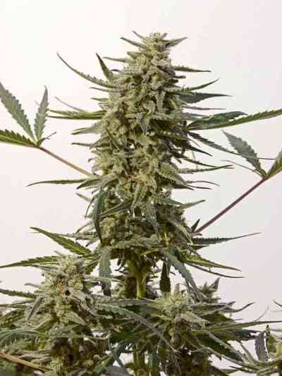 Critical#47 Express > Positronics | Autoflowering Cannabis   |  Hybrid