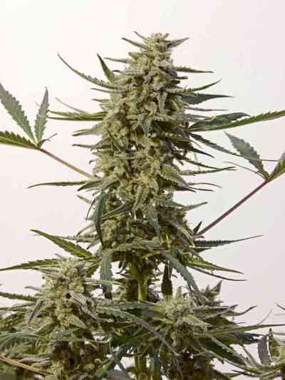 Critical#47 Express > Positronics | Graines Autofloraison  |  Hybride