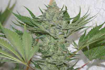 Critical Haze > Resin Seeds | Semillas feminizadas  |  Híbrido