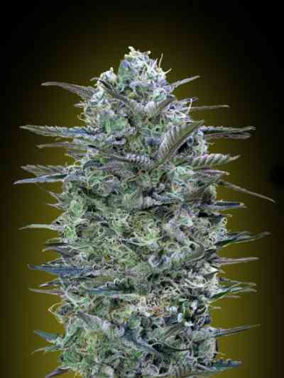 Critical Lemon Seed > Advanced Seeds | Feminized Marijuana   |  Indica