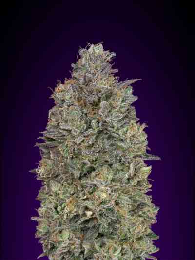 Critical Purple Kush Samen > Advanced Seeds | Feminisierte Hanfsamen  |  Hybrid