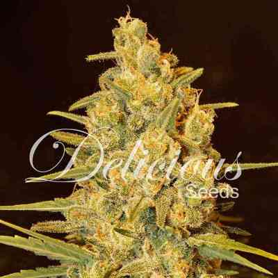 Critical Yumbolt > Delicious Seeds | Feminized Marijuana   |  Indica