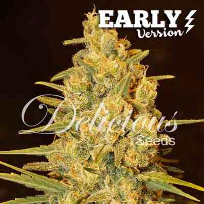 Critical Sensi Star Early Version > Delicious Seeds | Feminized Marijuana   |  Indica