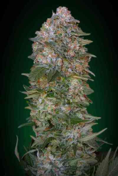 Critical Soma > Advanced Seeds | Feminized Marijuana   |  hybrid