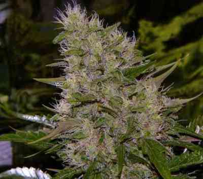 Critical Mass Seed > Mr. Nice | Regular Marijuana   |  Hybrid