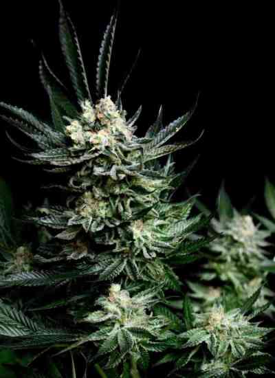 Critigal+ > Absolute Cannabis Seeds | Feminized Marijuana   |  hybrid