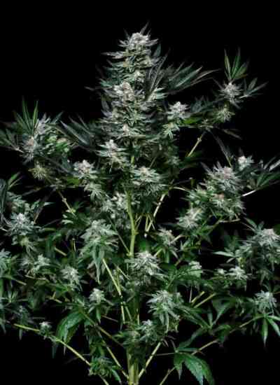 Critigal+ > Absolute Cannabis Seeds | Feminisierte Hanfsamen  |  Hybrid