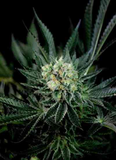 Critigal+ > Absolute Cannabis Seeds | Feminized Marijuana   |  hybrid