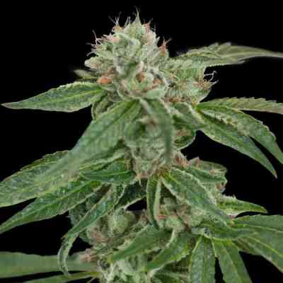 Crocketts Confidential > Crockett Family Farms | Reguläre Hanfsamen  |  Indica