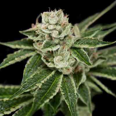 Crocketts Dawg > Crockett Family Farms | Regular Marijuana   |  Hybrid