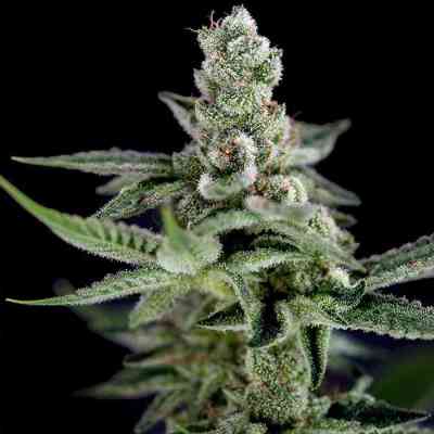 Crocketts Haze > Crockett Family Farms | Regular Marijuana   |  Sativa