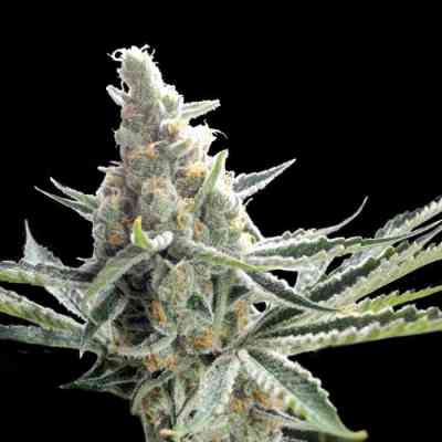 Crockett\'s Tangie > Crockett Family Farms | Reguläre Hanfsamen  |  Sativa