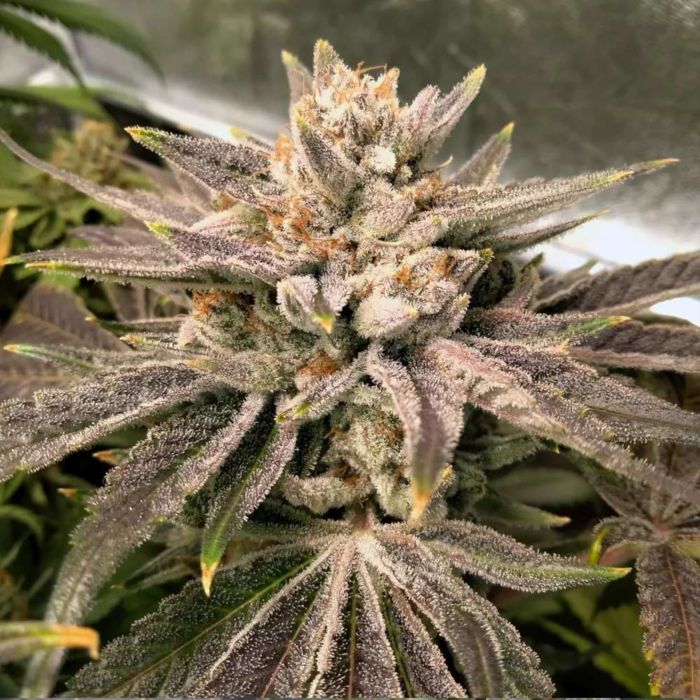 Crumbled Melon > Karma Genetics | Feminisierte Hanfsamen  |  Sativa