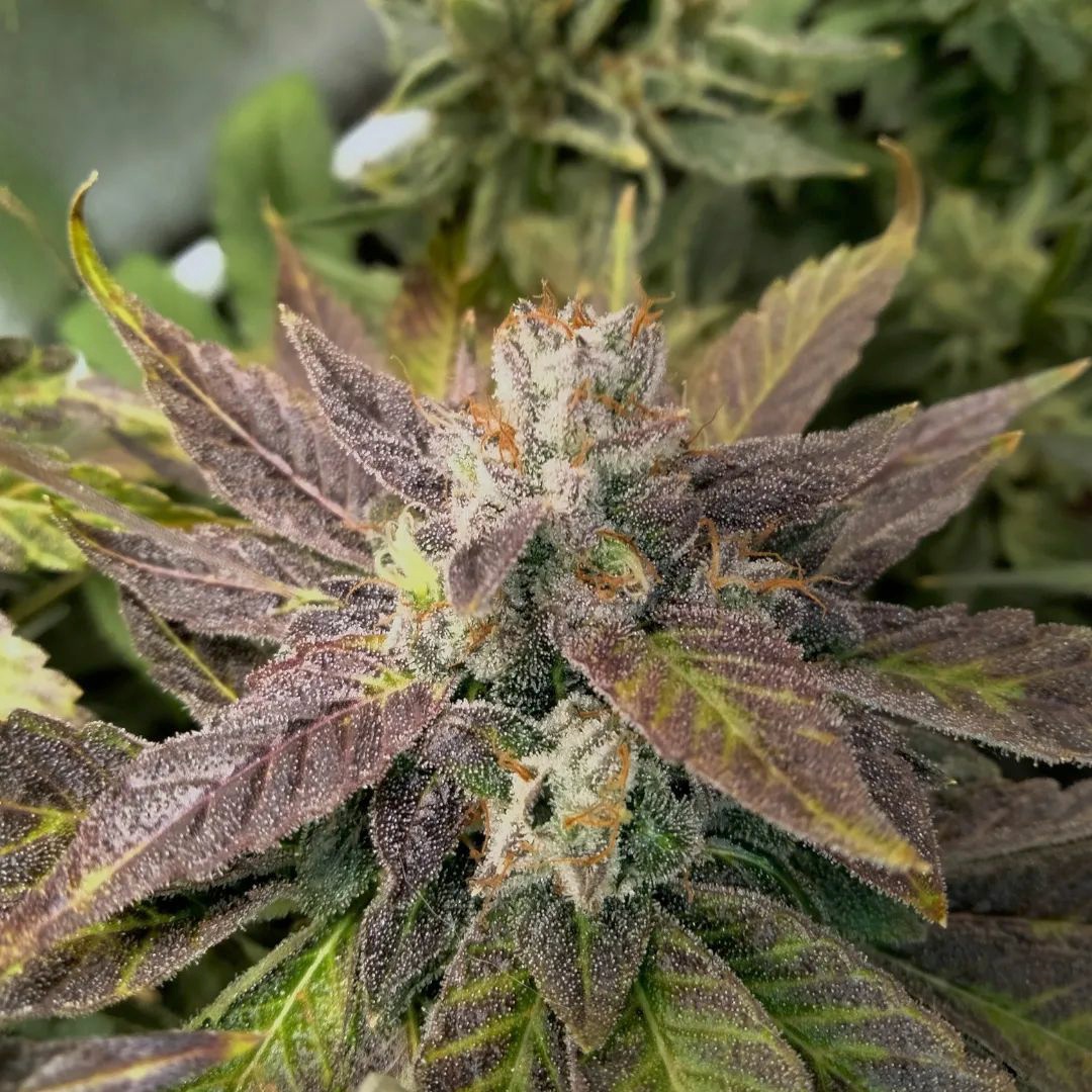 Crumbled Melon > Karma Genetics | Feminized Marijuana   |  Sativa