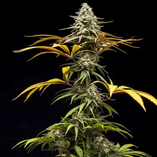 Crunch Seed > World Breeders | Feminized Cannabis   |  Hybrid