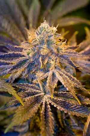 Crypto > LaMota Seeds | Feminized Marijuana   |  Sativa