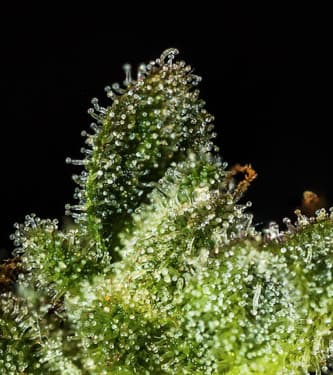 Crystal Ball > Hypno Seeds | Autoflowering Cannabis   |  Hybrid