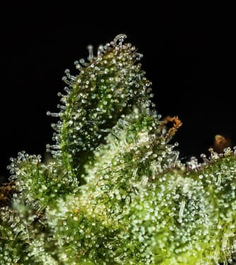 Crystal Ball > Hypno Seeds | Semillas autoflorecientes  |  Híbrido