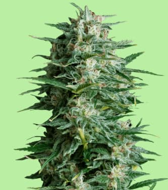 Crystal Ball > Hypno Seeds | Autoflowering Hanfsamen  |  Hybrid