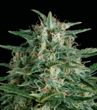 Crystal Ball > Hypno Seeds | Autoflowering Cannabis   |  Hybrid
