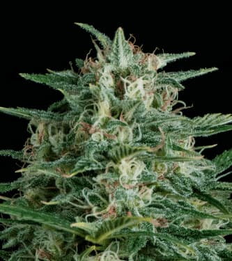 Crystal Ball > Hypno Seeds | Semillas de marihuana autoflorecientes  |  Híbrido