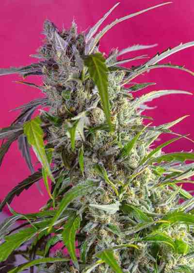 Crystal Candy Auto > Sweet Seeds | Autoflowering Hanfsamen  |  Indica