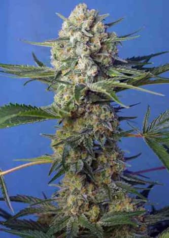 Crystal Candy F1 Fast Version > Sweet Seeds | Feminisierte Hanfsamen  |  Hybrid