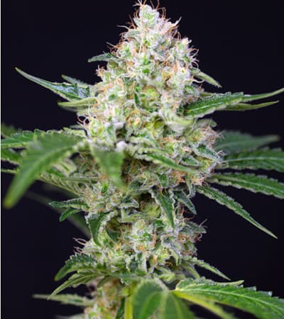 Crystal Candy > Sweet Seeds | Semillas feminizadas  |  Híbrido