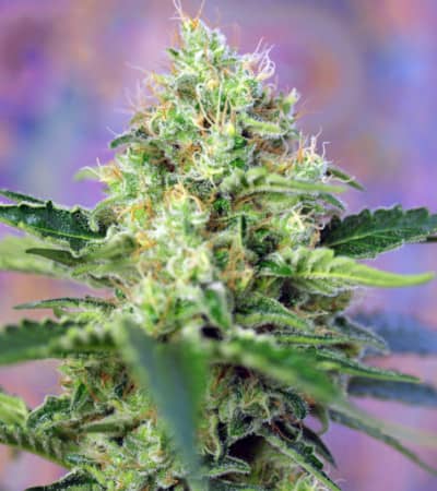 Crystal Candy > Sweet Seeds | Feminisierte Hanfsamen  |  Hybrid