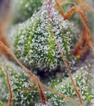 Crystal Candy > Sweet Seeds | Feminized Marijuana   |  hybrid