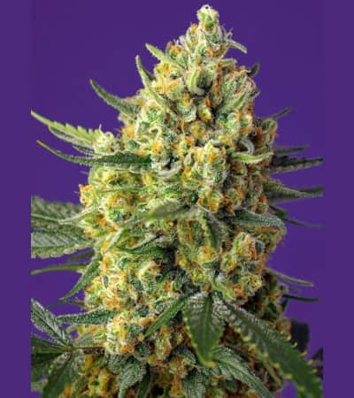 Crystal Candy XL Auto > Sweet Seeds | Autoflowering Hanfsamen  |  Hybrid