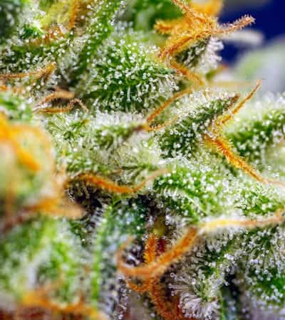 Crystal Candy XL Auto > Sweet Seeds | Autoflowering Cannabis   |  Hybrid