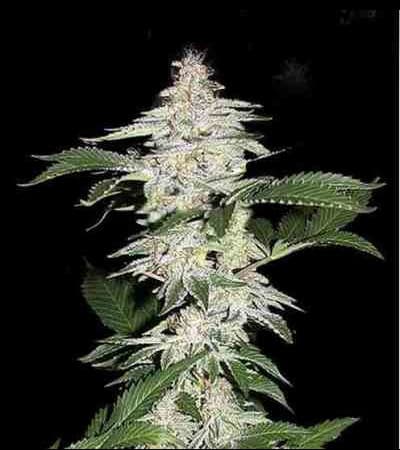 Crystal Meth > Fast Buds Company | Graines Autofloraison  |  Hybride