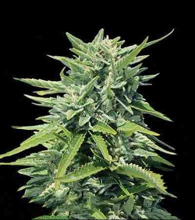 Crystal Queen > Vision Seeds | Feminized Marijuana   |  hybrid